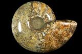 Honey-Orange Ammonite (Argonauticeras) - Befandriana, Madagascar #113740-4